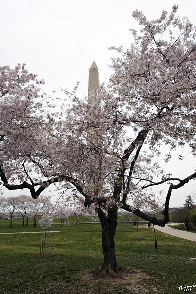 20080403_112229 D3 P.jpg - Cherry Blossom blooming with Washington Monment in background